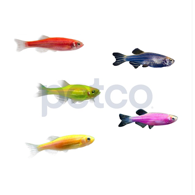 GloFish Active Collection For Sale 10 Gallon Petco