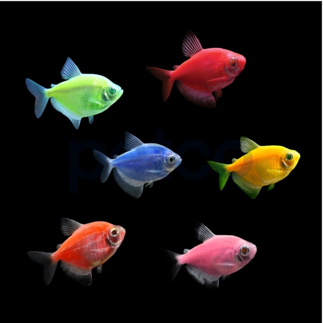 Neon fish petco store
