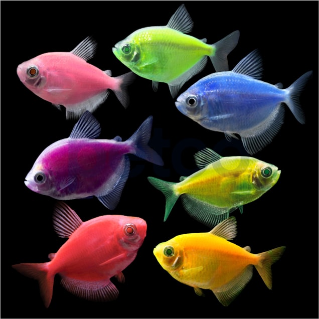 GloFish Tetra For Sale - 7 Pack Assorted