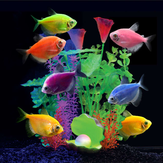 BRILLIANT WHITE NEON TETRA - 10 Pack - Goodjoseph LIVE Fish Store