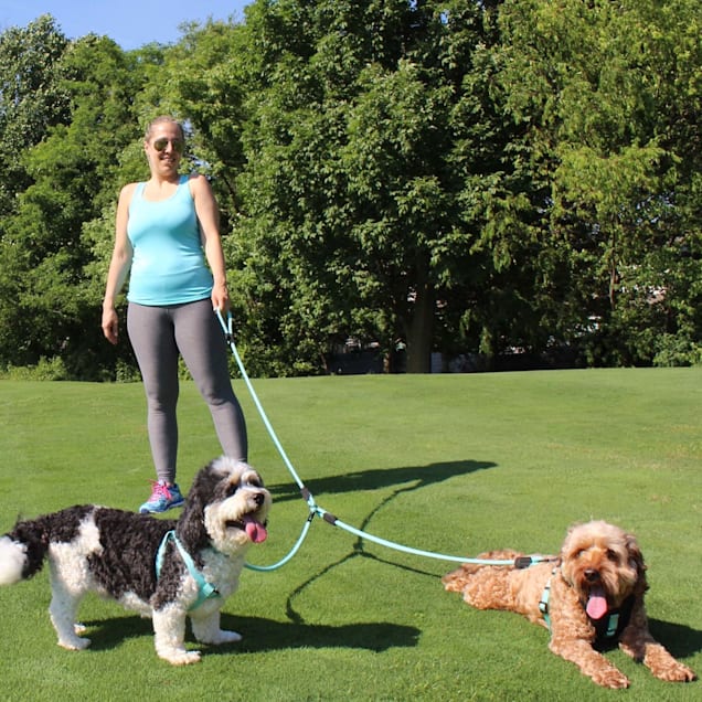 2 dog leash hotsell