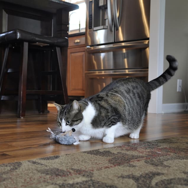 hedgehog cat toy