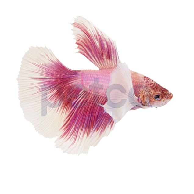Pink Orchid Betta For Sale Male Petco