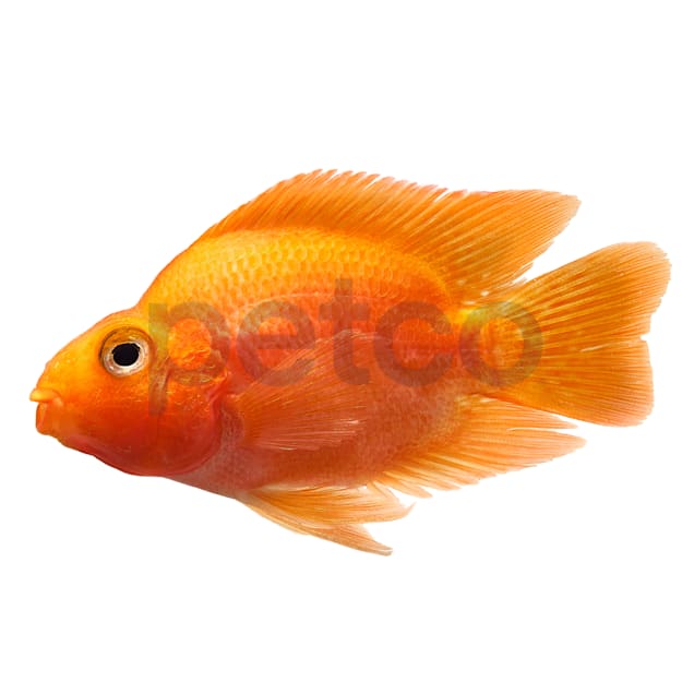 Blood Parrot Cichlid