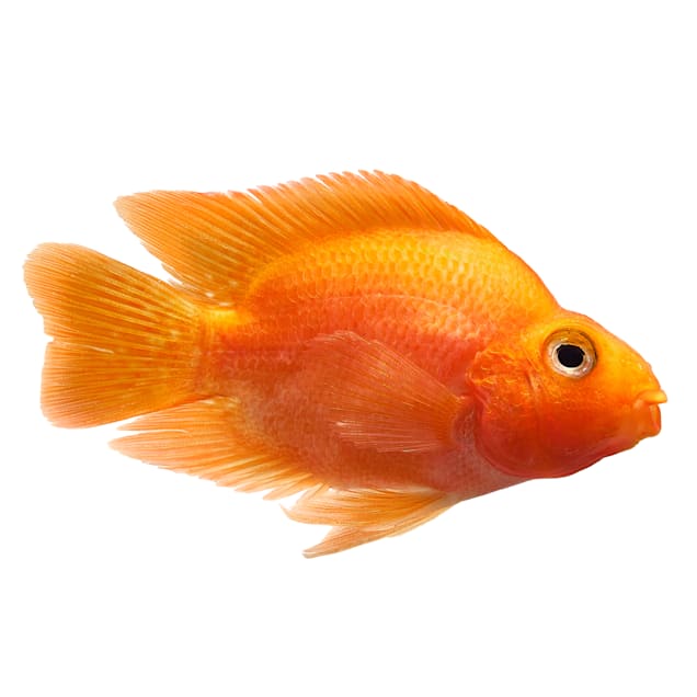 Blood Parrot Cichlid Cichlasoma sp. Petco