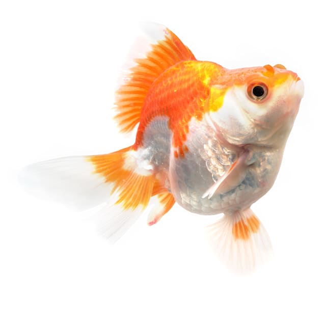 Petco fancy goldfish top