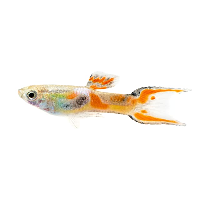 Male Endler S Guppy 0 75 1 Poecilia Sp Petco