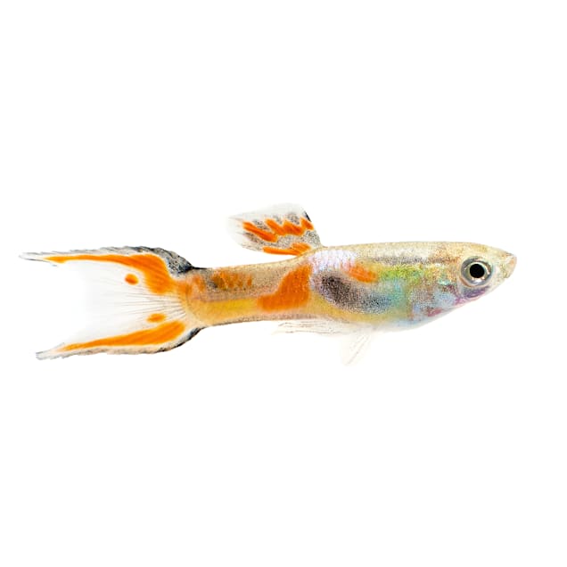 Male Endler's Guppy 0.75-1" (Poecilia sp.) - Carousel image #1