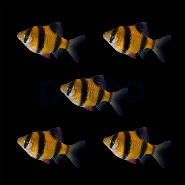 Glofish barb care sales