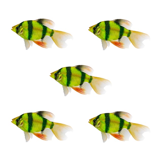 Electric Green Longfin Barb 5-Pack - Carousel image #1