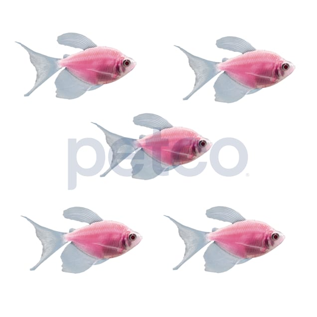 Moonrise Pink Longfin Tetra 5 For Sale - 5 Pack