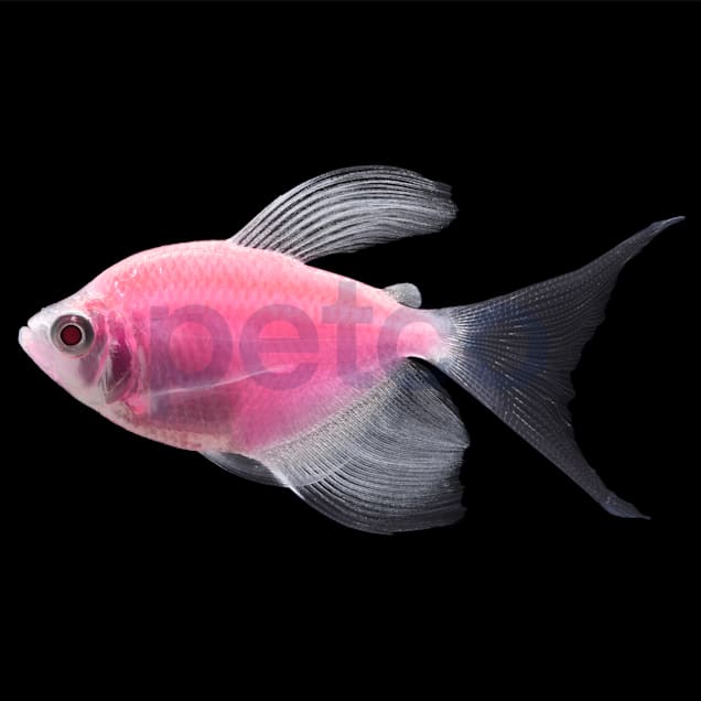 Moonrise Pink Longfin Tetra 5 For Sale - 5 Pack