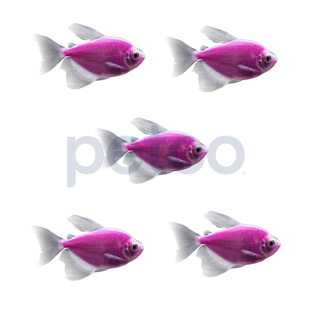 Galactic Purple Longfin Tetra For Sale - 5 Pack