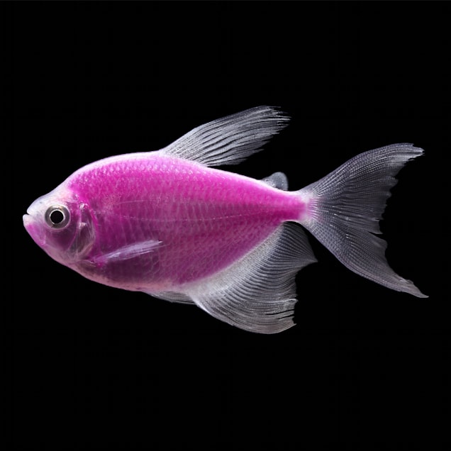 Galactic Purple Longfin Tetra For Sale - 5 Pack