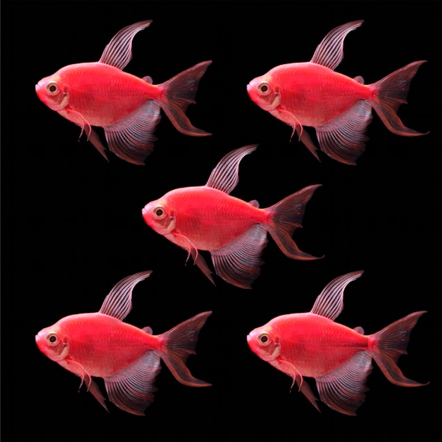 Starfire Red Longfin Tetra For Sale - 5 Pack