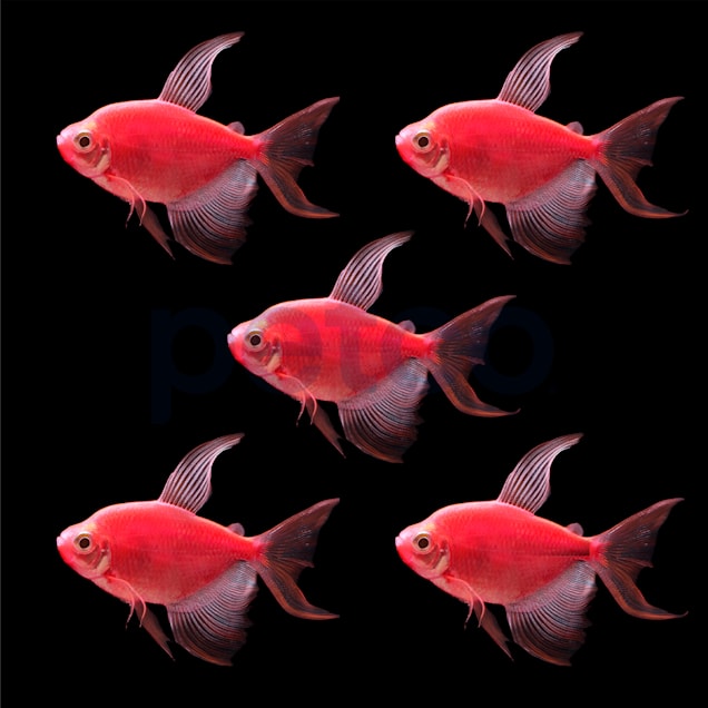 Red tetra tropical fish shop