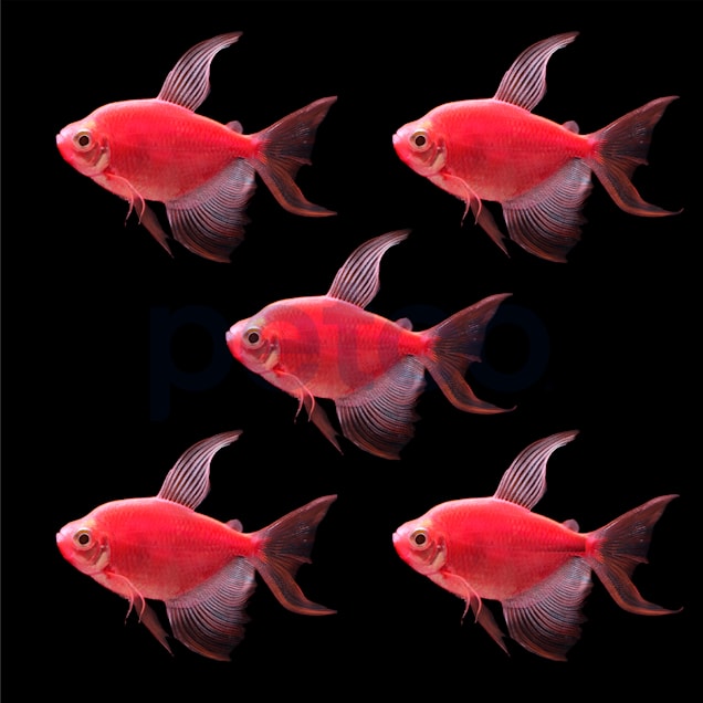 Starfire Red Longfin Tetra For Sale - 5 Pack