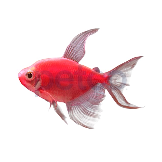 Glofish long fin tetra care cheap