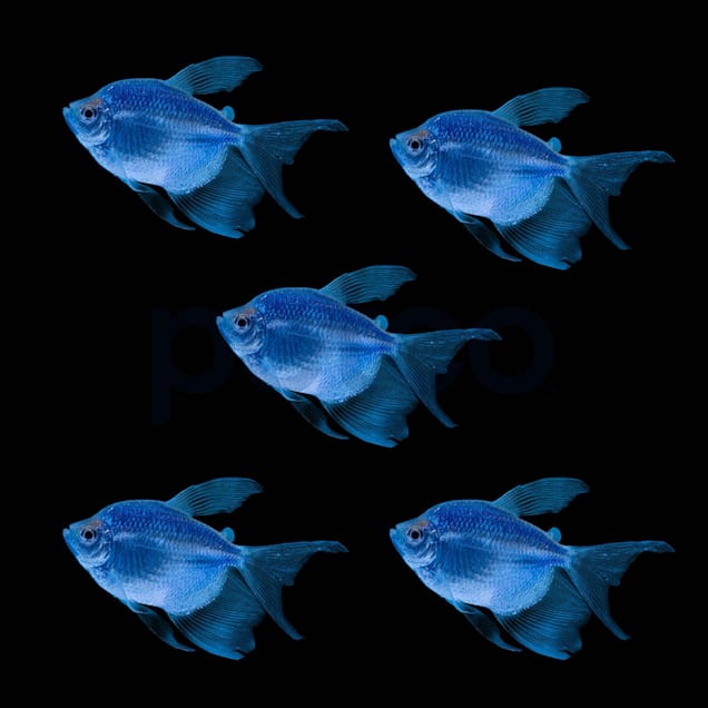 Blue new arrivals tetra fish