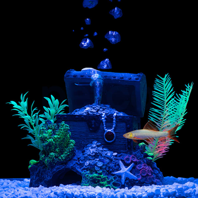 Shark hot sale fish petco
