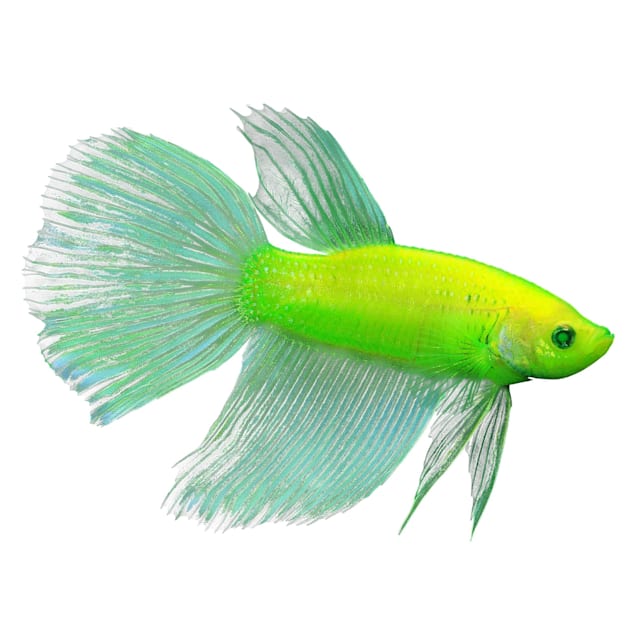 Electric Green Male GloFish Betta (Betta splendens) - Carousel image #1
