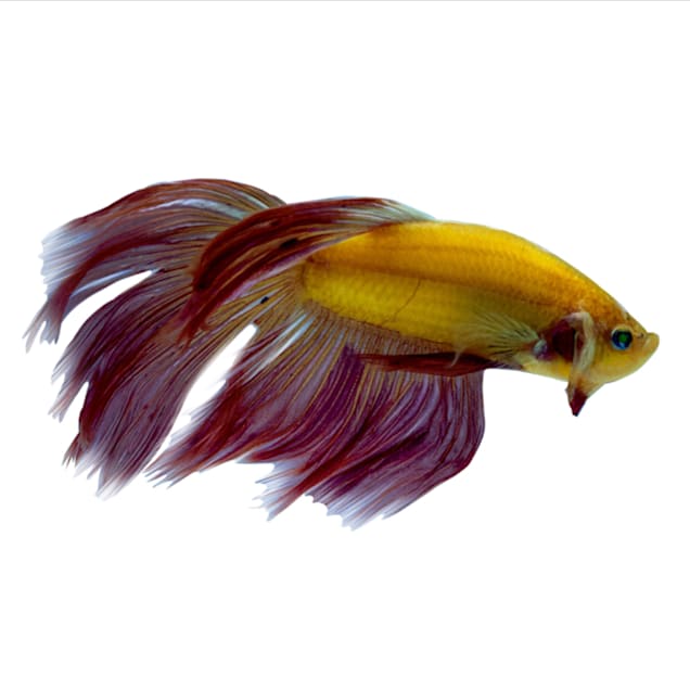 Sunburst Orange Male GloFish Betta (Betta splendens) - Carousel image #1