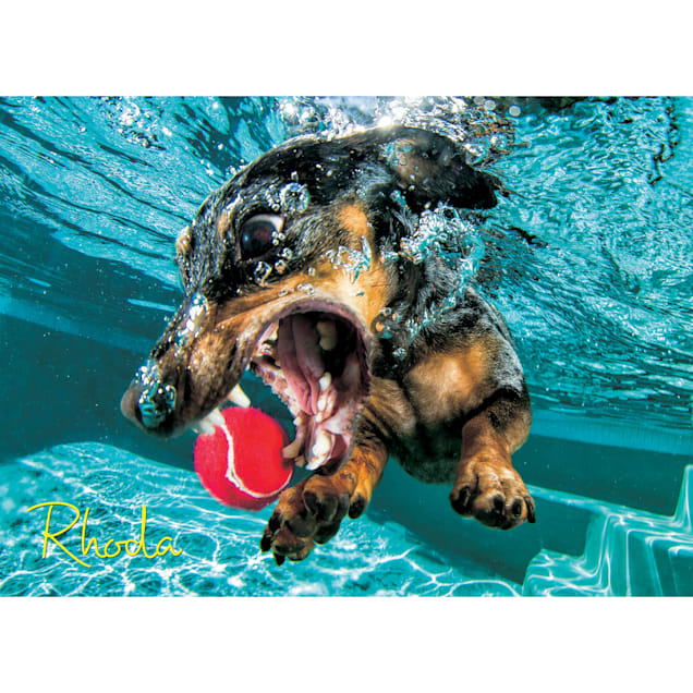 Willow Creek Press Underwater Dogs: Rhoda 1000-Piece Puzzle - Carousel image #1