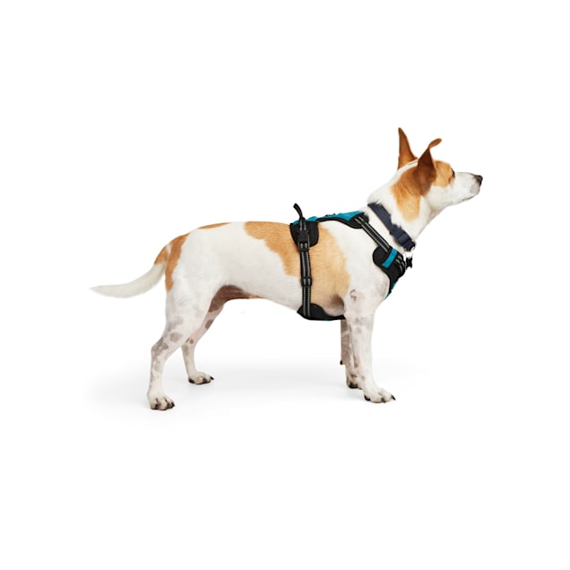 Dog harnesses at pets at home deals