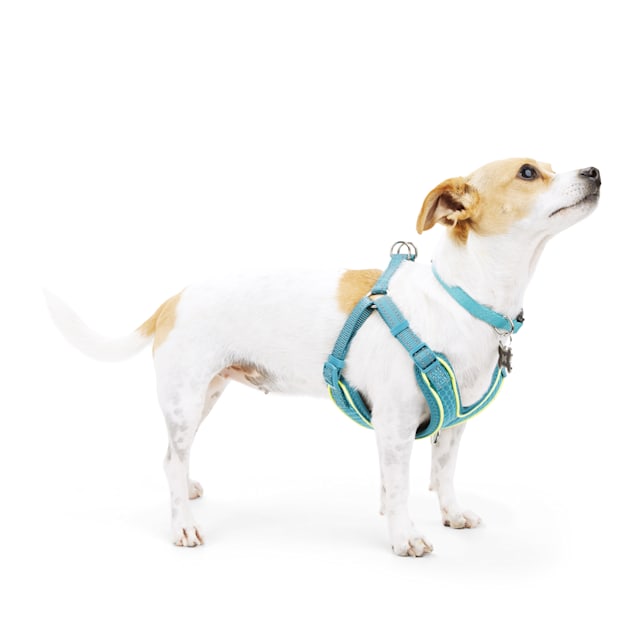 X small new arrivals dog harness