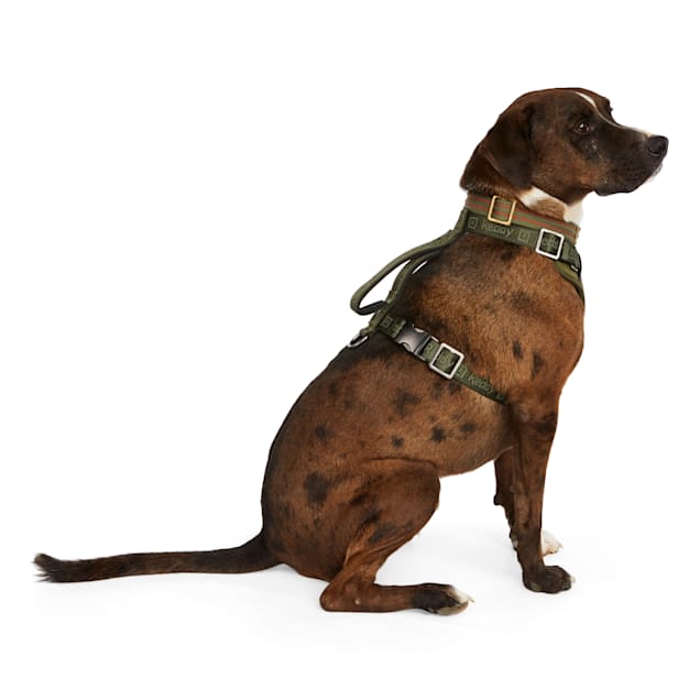 Reddy dog brand new arrivals