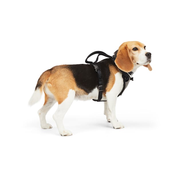 Petco reddy cheap harness