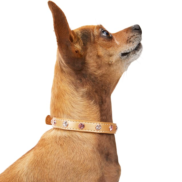  Leather Dog Collar,Extra Small Dog Collar,Halloween Cat Collar,Puppy  Collars,Cat Collars,Puppy Collar,Cute Dog Collar,Adjustable Dog Collar for  Growing Puppy,Pet Collar : Pet Supplies