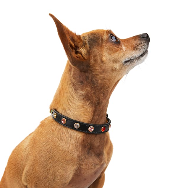 Diva Dog St. Louis Cardinals Logo Dog Collar