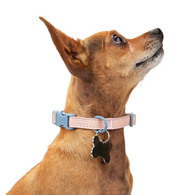 Xsmall dog collar store