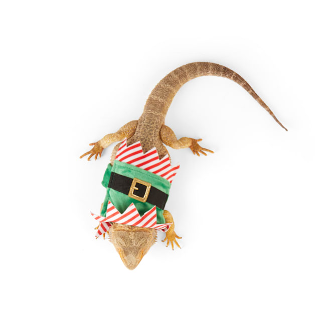 Merry Makings Elf Costume for Bearded Dragons X Small Petco