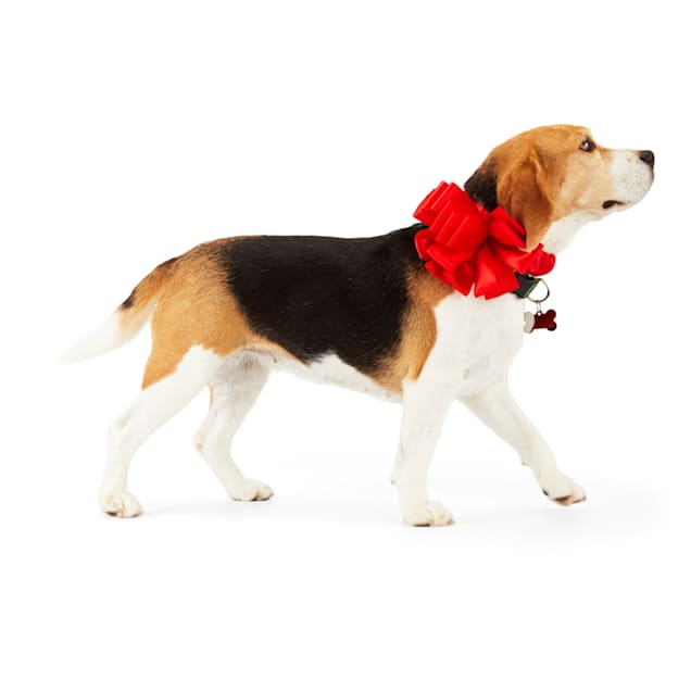 Petco dog deals bows