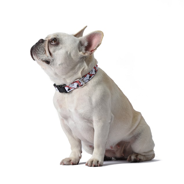 cute dog collar