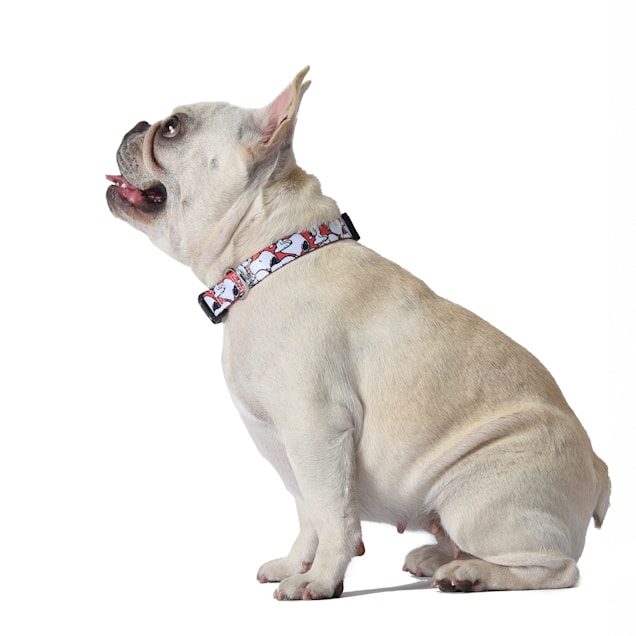 Fetch and follow sale dog collar