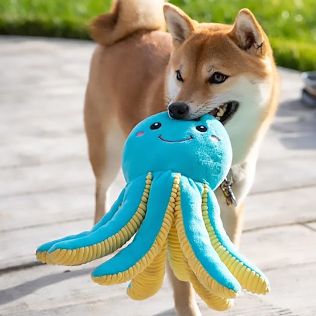 Octopus for hotsell sale petco