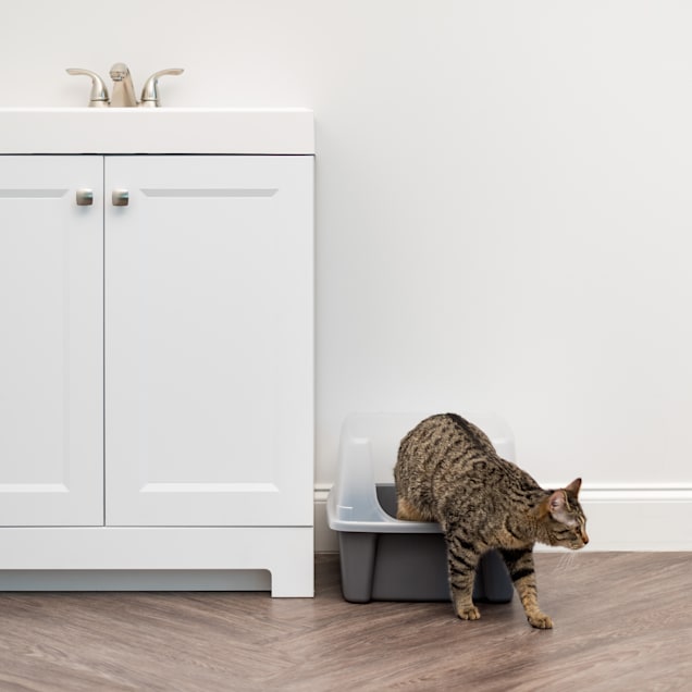 Iris litter box with sales shield