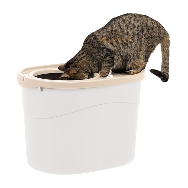 Top entry litter box for large cats sales