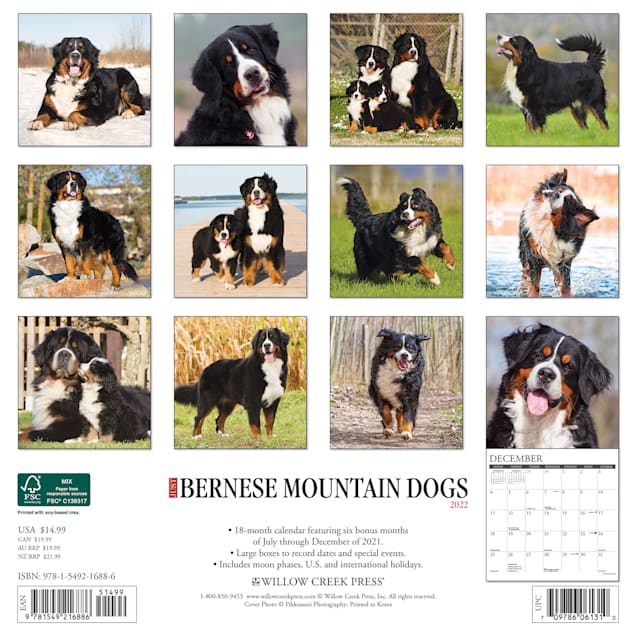 Willow Creek Press Just Bernese Mountain Dog 2022 Wall Calendar | Petco