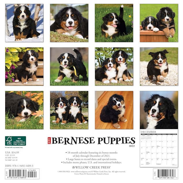 Willow Creek Press Just Bernese Mountain Puppies 2022 Wall Calendar | Petco