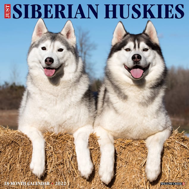 Willow Creek Press Just Siberian Huskies 2022 Wall Calendar - Carousel image #1