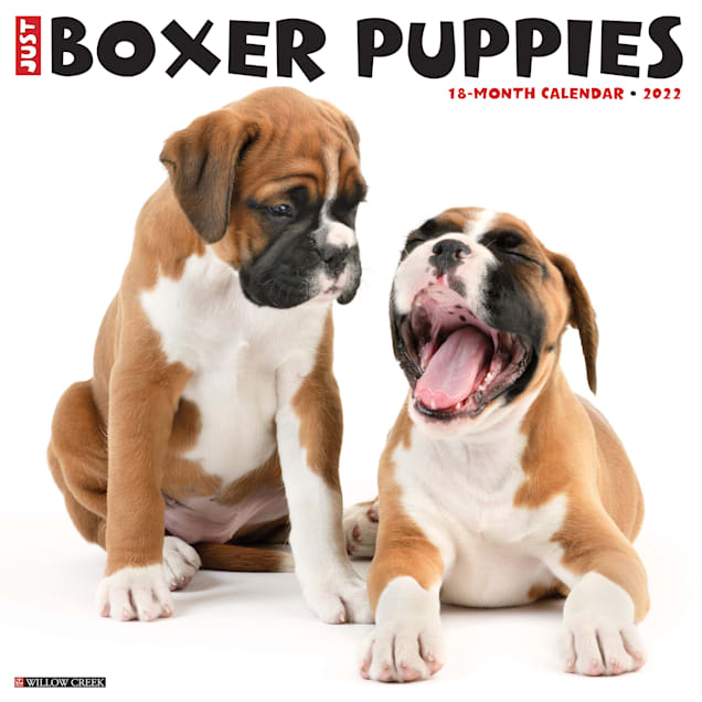willow creek press just boxer puppies 2022 wall calendar petco