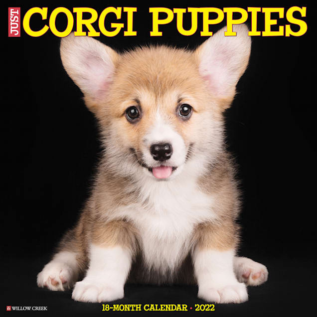 Willow Creek Press Just Corgi Puppies 2022 Wall Calendar - Carousel image #1