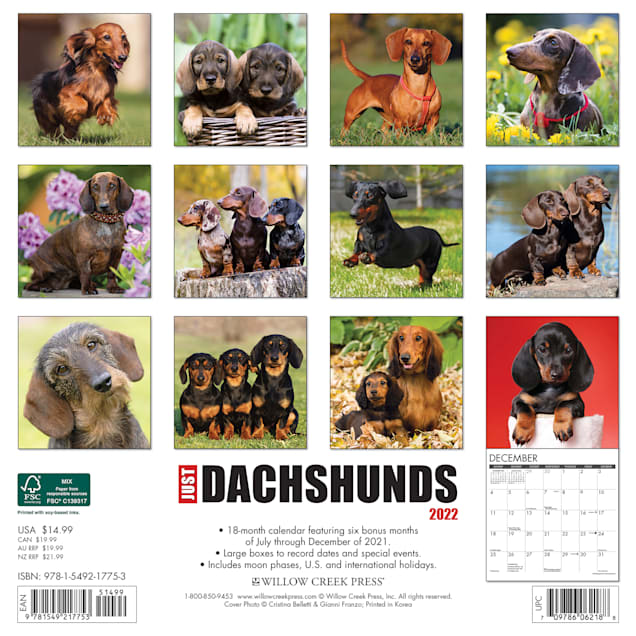 Dachshund Calendar 2022 Willow Creek Press Just Dachshunds 2022 Wall Calendar | Petco