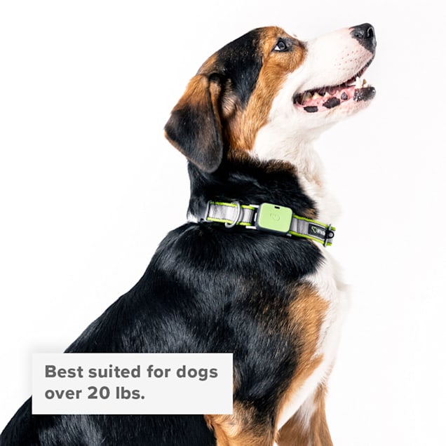 Whistle Green Twist Lock Dog Collar Medium Petco