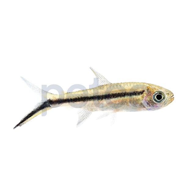 Penguin Tetra For Sale Petco