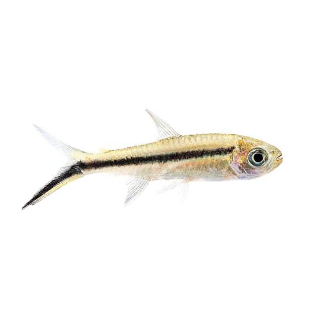 Penguin Tetra (Thayeria boehlkei) - Carousel image #1